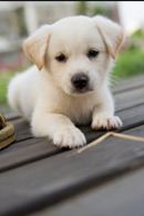 Labrador puppy queensland