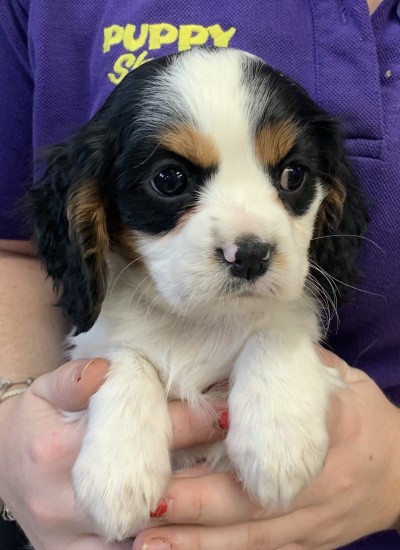 Puppy Shack Puppies For Sale Brisbane Queensland Beagle Bichon X Cavalier King Charles Spaniel Cavoodle Chihuahua Cocker Spaniel Golden Retriever Groodle Jack Russell X Labradoodle Labrador Lhoodle Maltese X Mini Dachshund