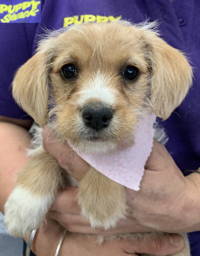 Puppy Shack Puppies For Sale Brisbane Queensland Beagle