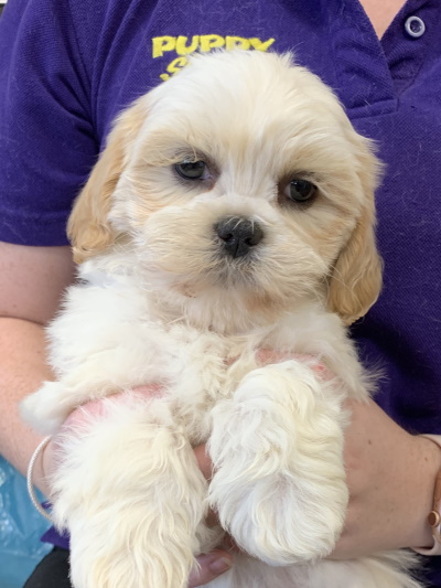 Puppy Shack - Puppies for sale Brisbane, Queensland, Beagle, Bichon x ...