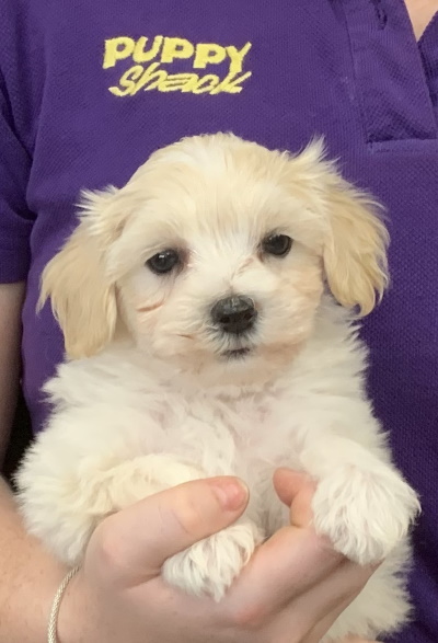 Puppy Shack - Puppies for sale Brisbane, Queensland, Beagle, Bichon x ...