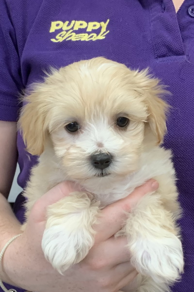 Puppy Shack - Puppies For Sale Brisbane, Queensland, Beagle, Bichon X 