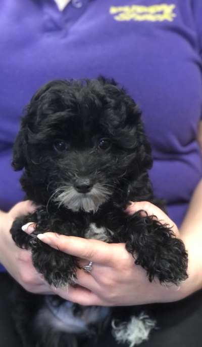 Cavoodle Spoodle Bichoole Bichon Cavalier Cocker Spaniel Puppies For ...