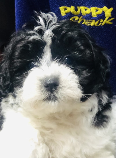 Puppy Shack - Puppies for sale Brisbane, Queensland, Beagle, Bichon x ...