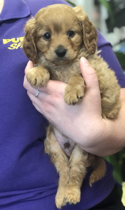 Puppies For Sale in Brisbane at Puppy Shack Pet Shop