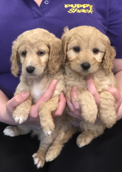 Cavoodle Spoodle Bichoole Bichon Cavalier Cocker Spaniel Puppies For ...