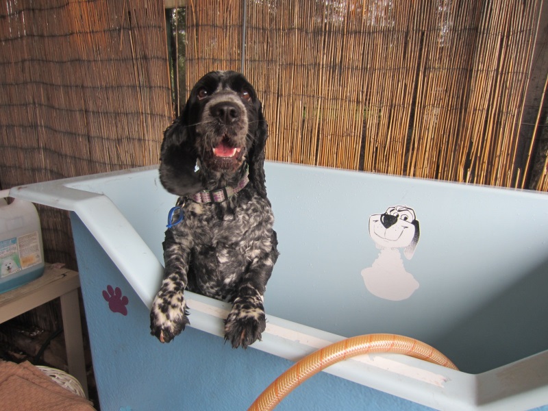 Dog Wash at Puppy Shack