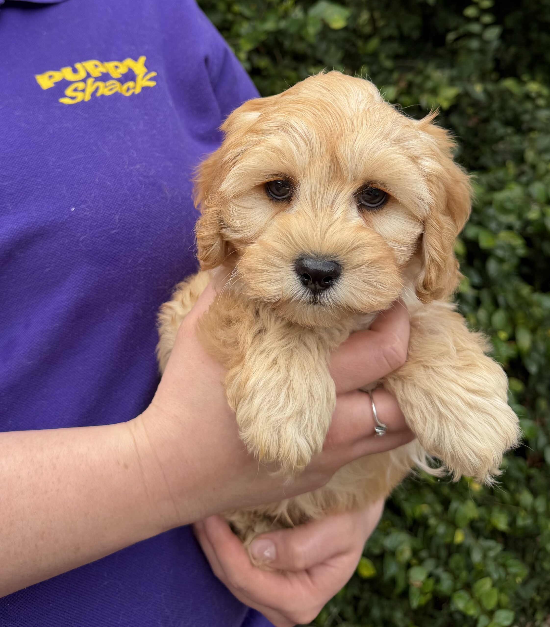 Cavoodle