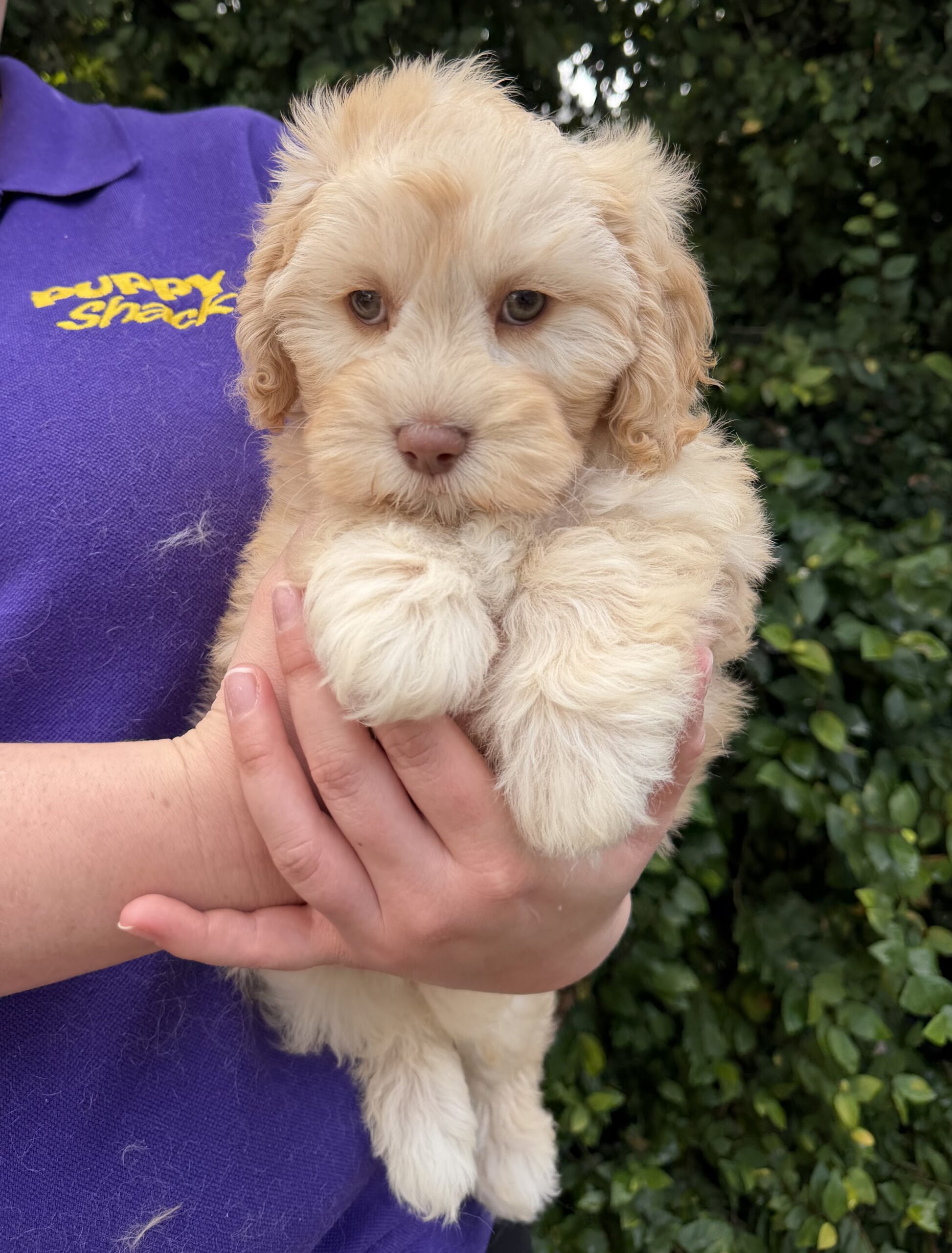 Cavoodle