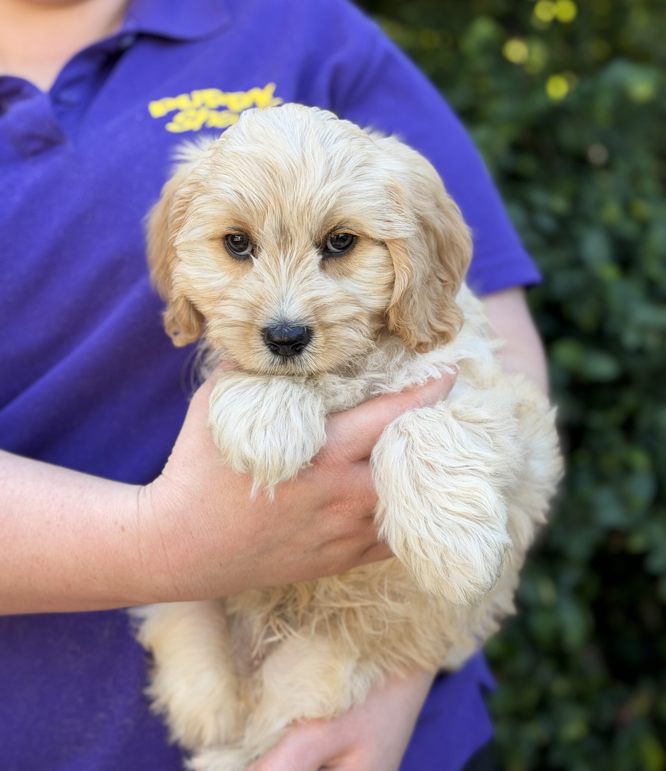 Cavoodle