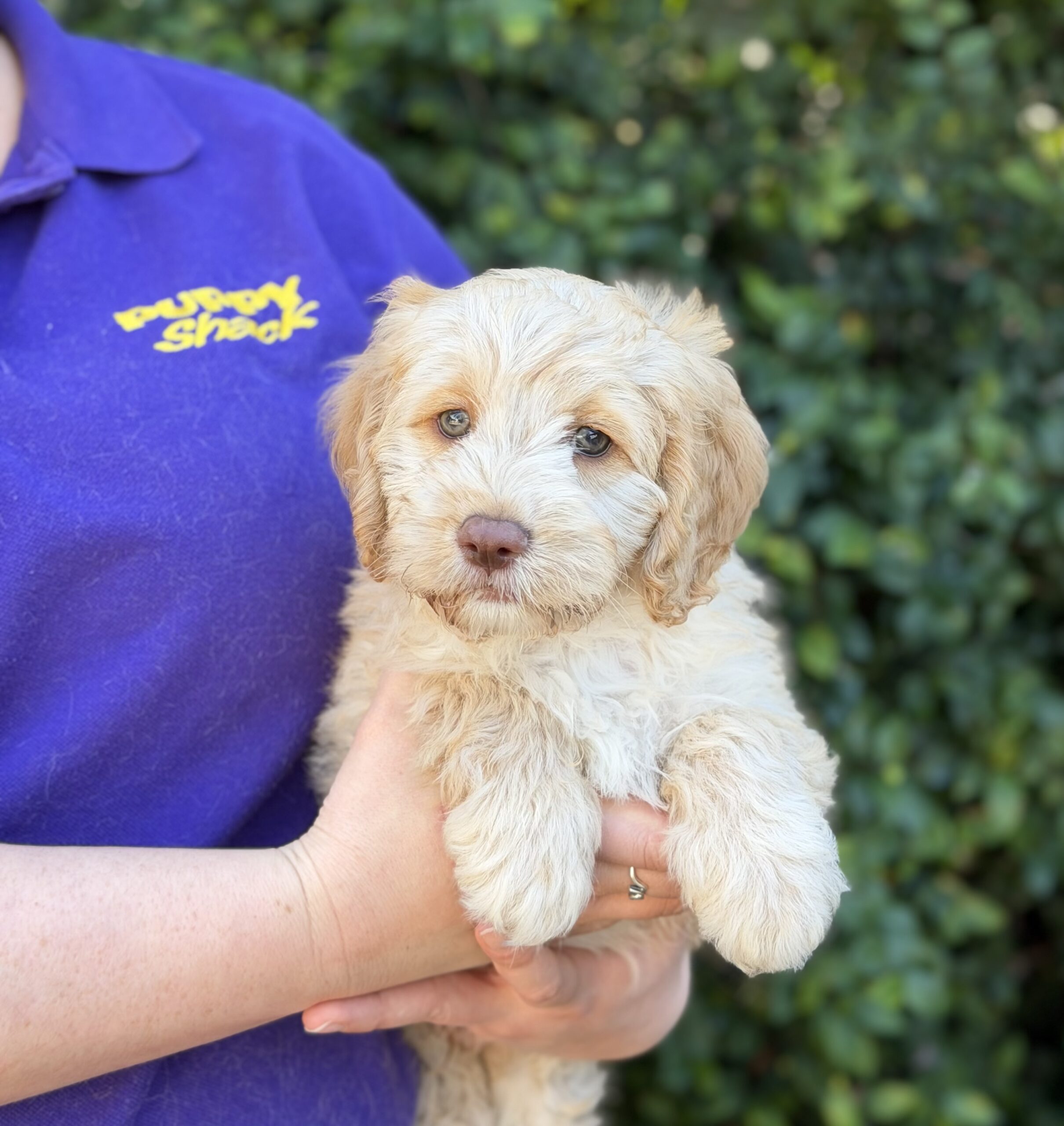 Cavoodle