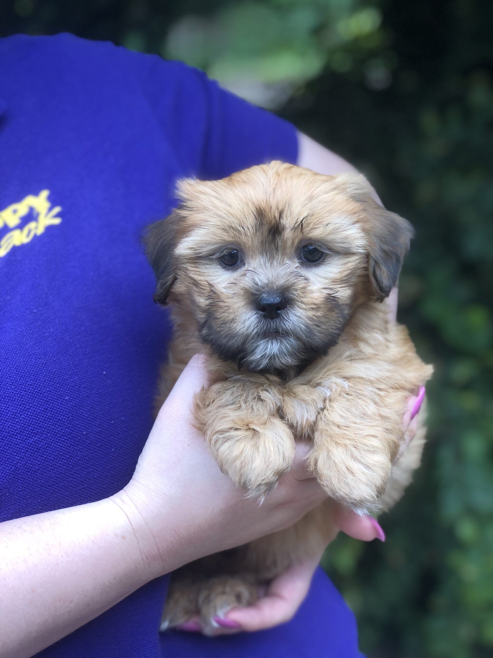 Maltese X Shihtzu