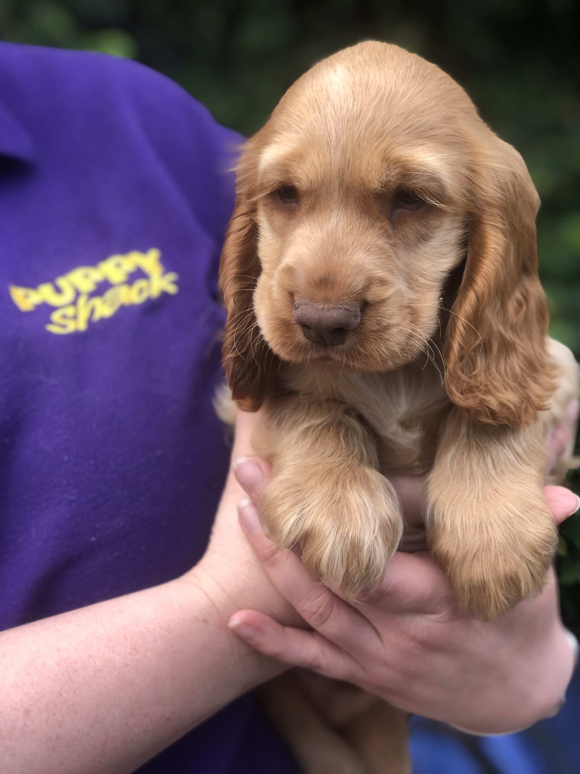 cocker spaniel