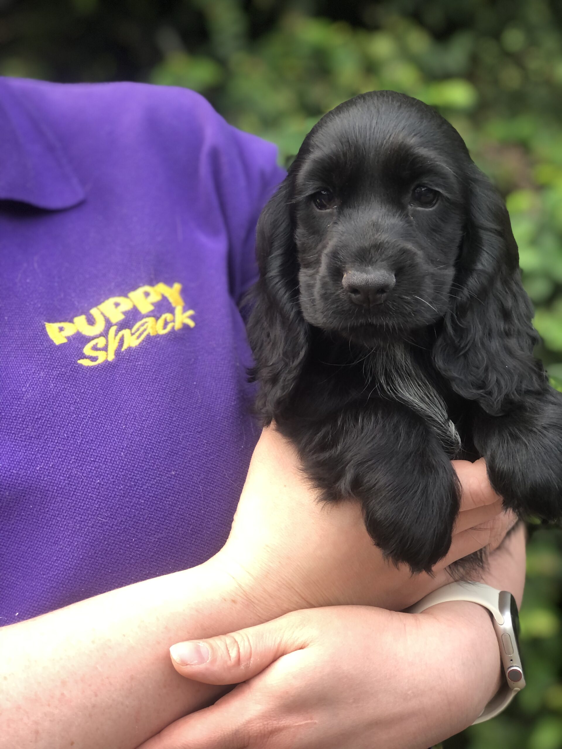 cocker spaniel