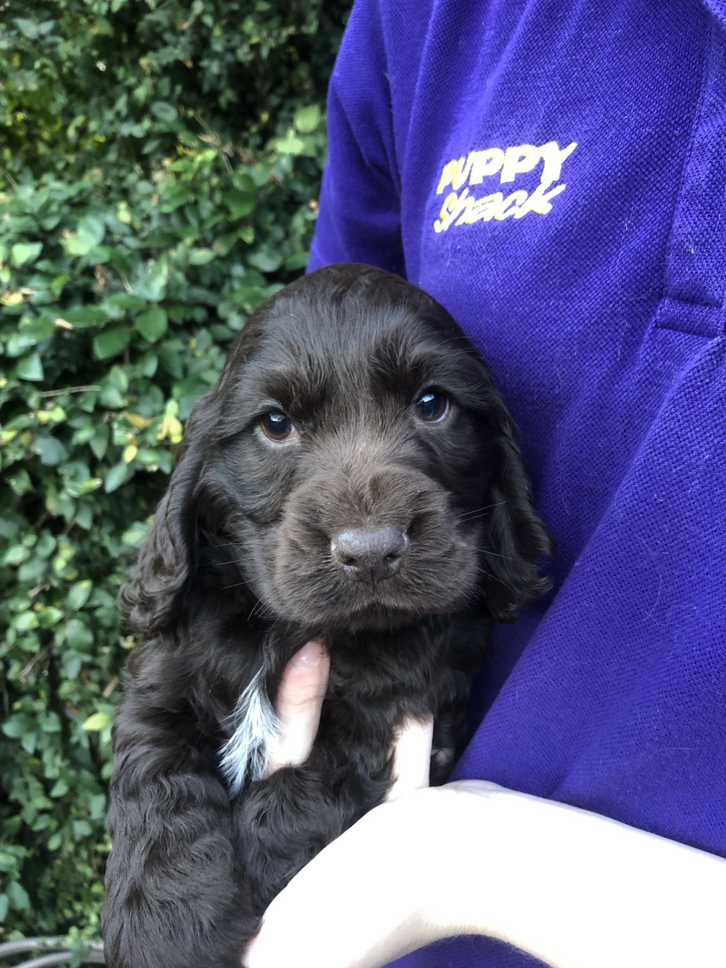 Chocolate Cocker Spaniel