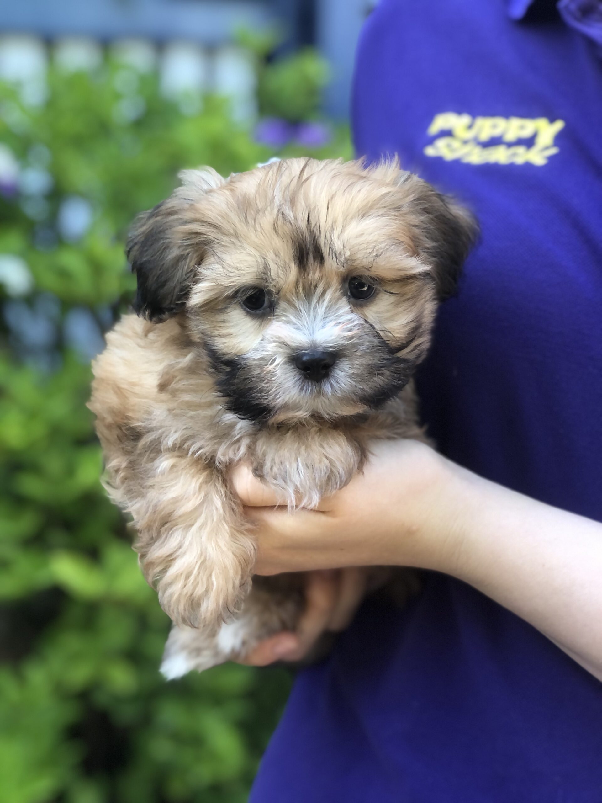 Maltese X Shihtzu