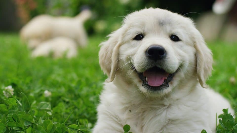 Puppies at Puppy Shack Brisbane